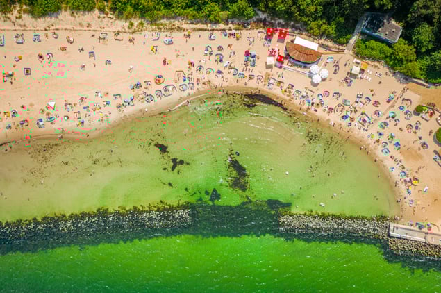 algae invasion-1